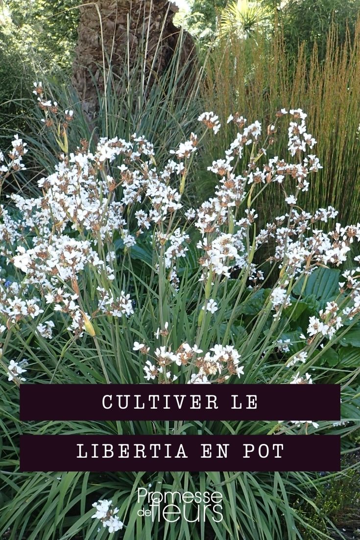Growing Libertia in Pots

Libertia, with its striking, sword-like foliage and delicate flowers, is an excellent choice for container gardening. Here’s a guide to help you successfully grow Libertia in pots, ensuring it thrives and brings a touch of elegance to your patio or balcony.

**Choosing the Right Pot**
Select a pot that is wide enough to accommodate the root system of the Libertia, with plenty of room for growth. Ensure the pot has adequate drainage holes to prevent waterlogging, which could lead to root rot.

**Soil Requirements**
Libertia prefers well-draining soil. Mix garden soil with some sand or perlite to enhance drainage. A balanced potting mix designed for container plants can also be used.

**Positioning**
Place your Libertia in a spot where it can receive full sun to partial shade. Although it tolerates various light conditions, ample sunlight encourages better flowering.

**Watering**
Water the plant regularly to keep the soil moist, but not waterlogged. During the growing season, ensure the soil is consistently damp. Reduce watering in the winter months when the plant’s growth slows down.

**Feeding**
Feed your Libertia with a general-purpose liquid fertilizer every four to six weeks during the growing season. Do not over-fertilize, as this can lead to poor growth and fewer flowers.

**General Care**
Deadhead spent flowers to encourage new blooms. In spring, trim back any dead or damaged foliage to maintain a tidy appearance and promote healthy growth.

**Winter Care**
If you are in a cooler climate, protect your potted Libertia from frost. Move the pot to a sheltered location or wrap it in horticultural fleece during cold snaps.

By following these tips, your Libertia should thrive in a pot, adding a beautiful and unique element to your garden displays. Happy gardening!