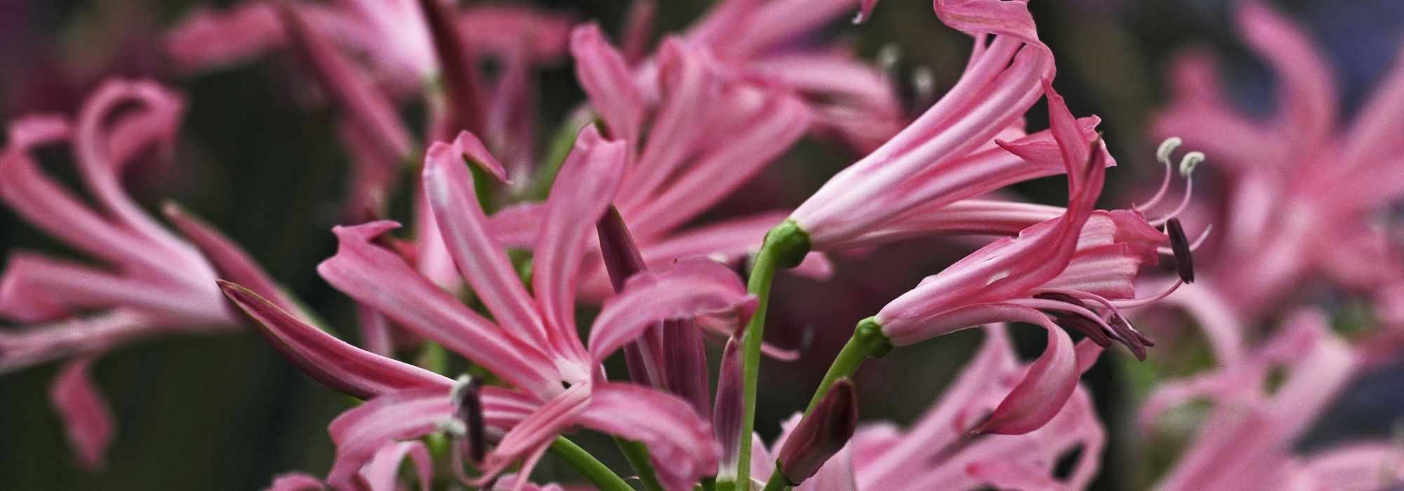 How to grow Nerines in pots?