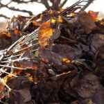 7 trees with leaves that easily decompose for leaf mould