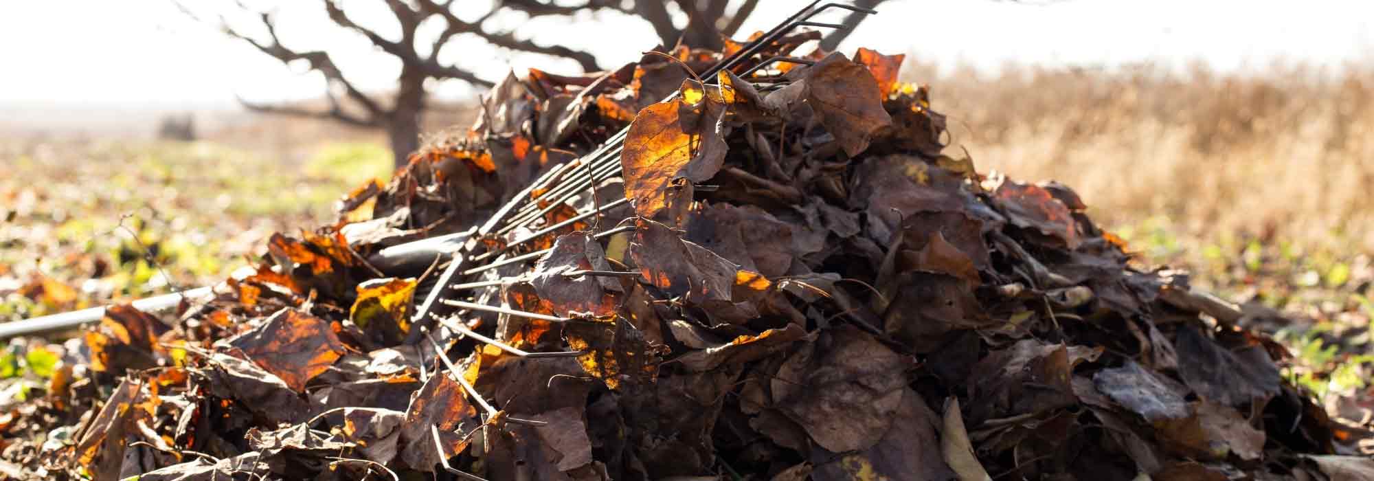 7 trees with leaves that easily decompose for leaf mould