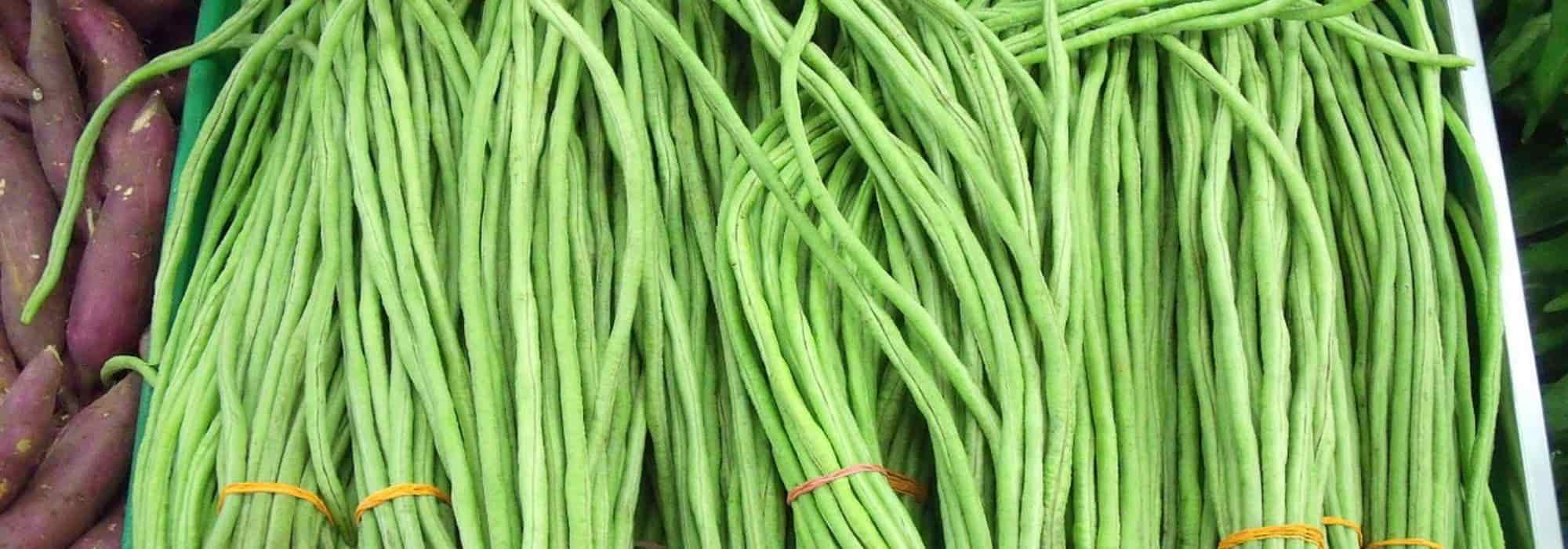 Runner bean: sowing, growing and harvesting