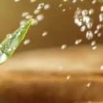 Successfully Watering Sowing: Beginner's Guide