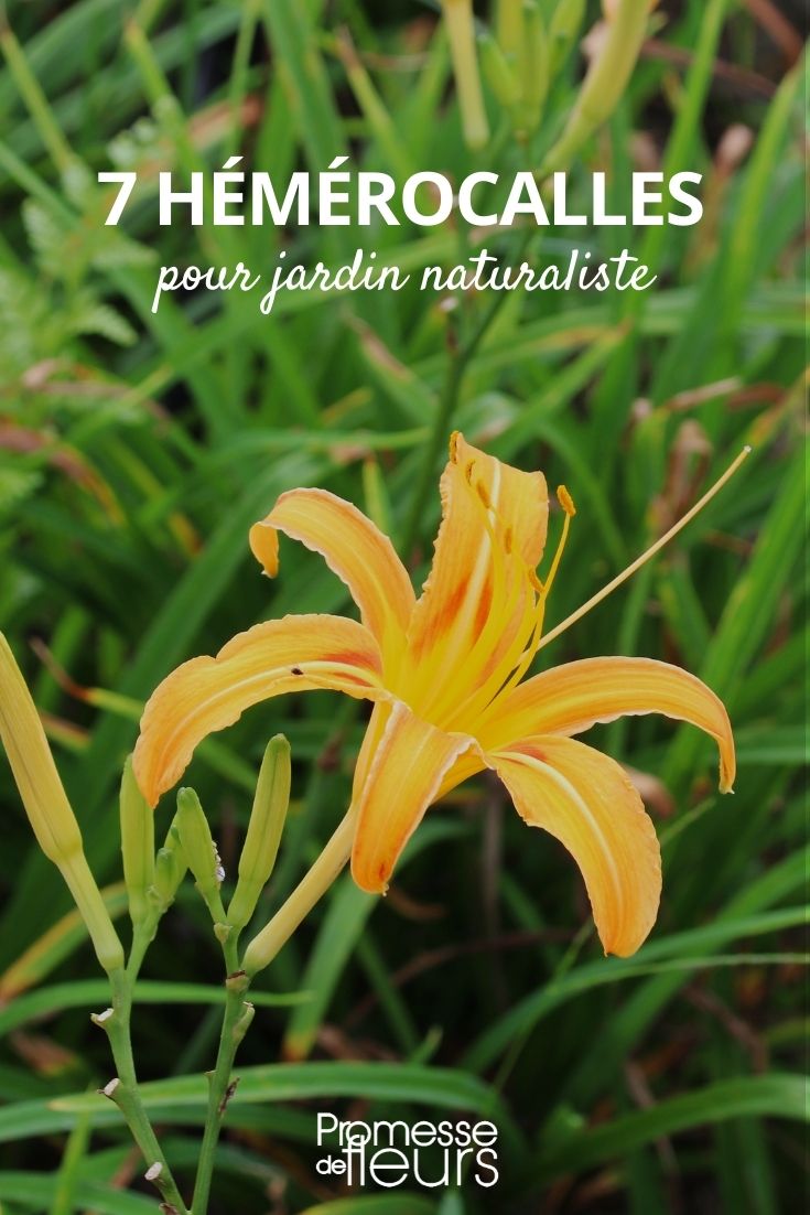 Daylily for a Naturalistic Garden Daylily for a Naturalistic Garden