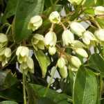 Holboellia: 7 successful pairing ideas