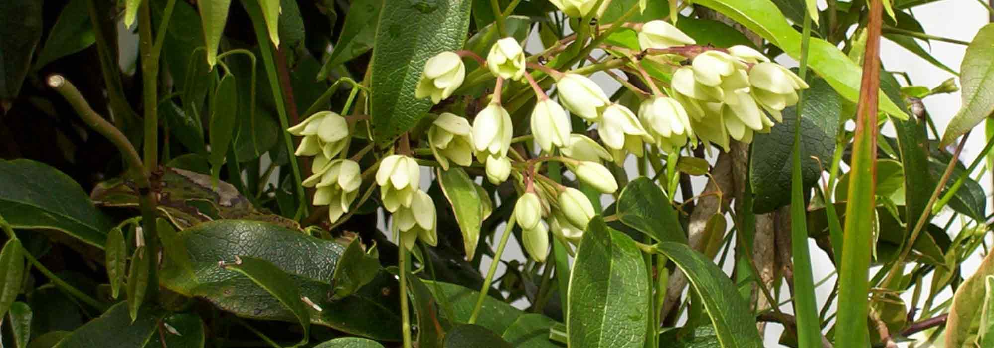 Holboellia: 7 successful pairing ideas