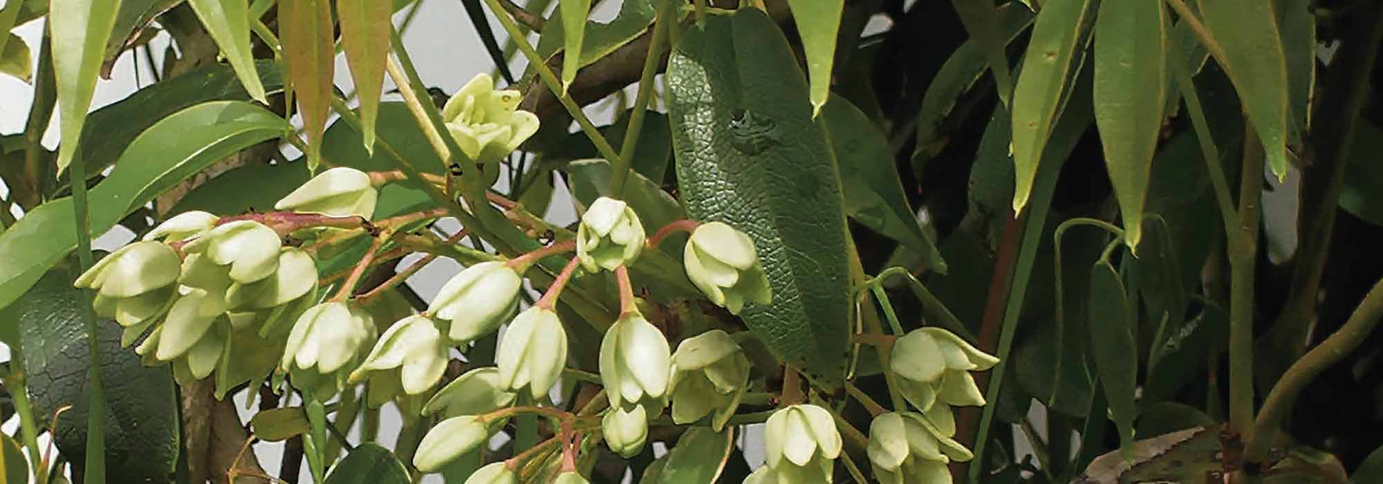 Growing Holboellia in pots
