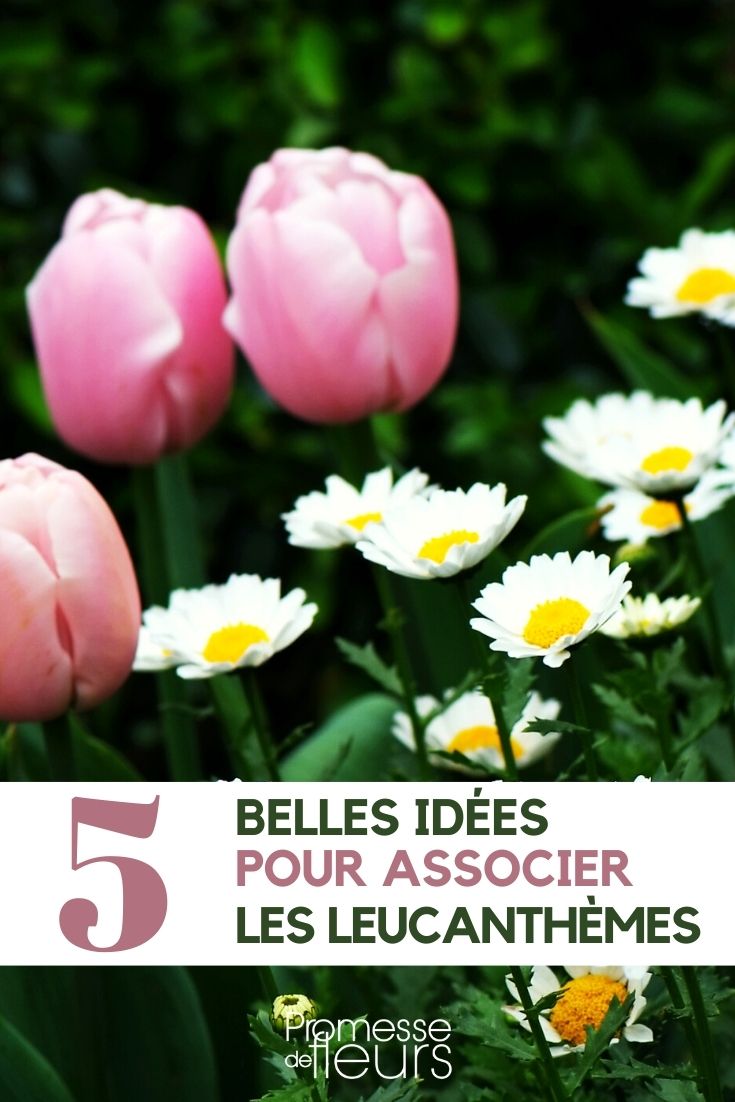 leucanthemum-associate