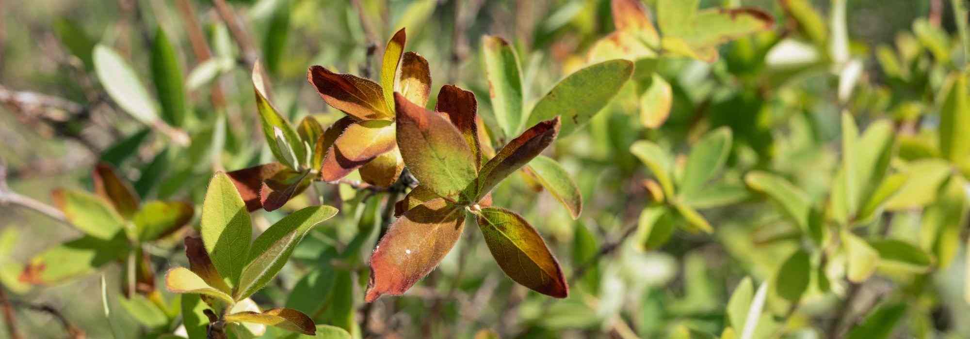 Diseases and pests of honeysuckle