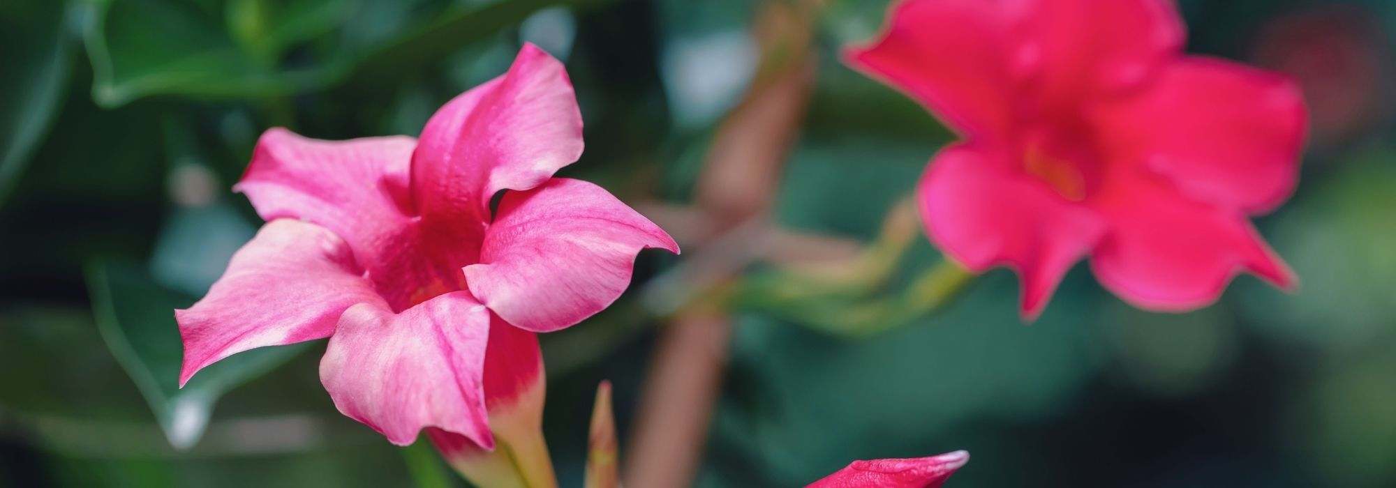 Diseases and Pests of Dipladenia