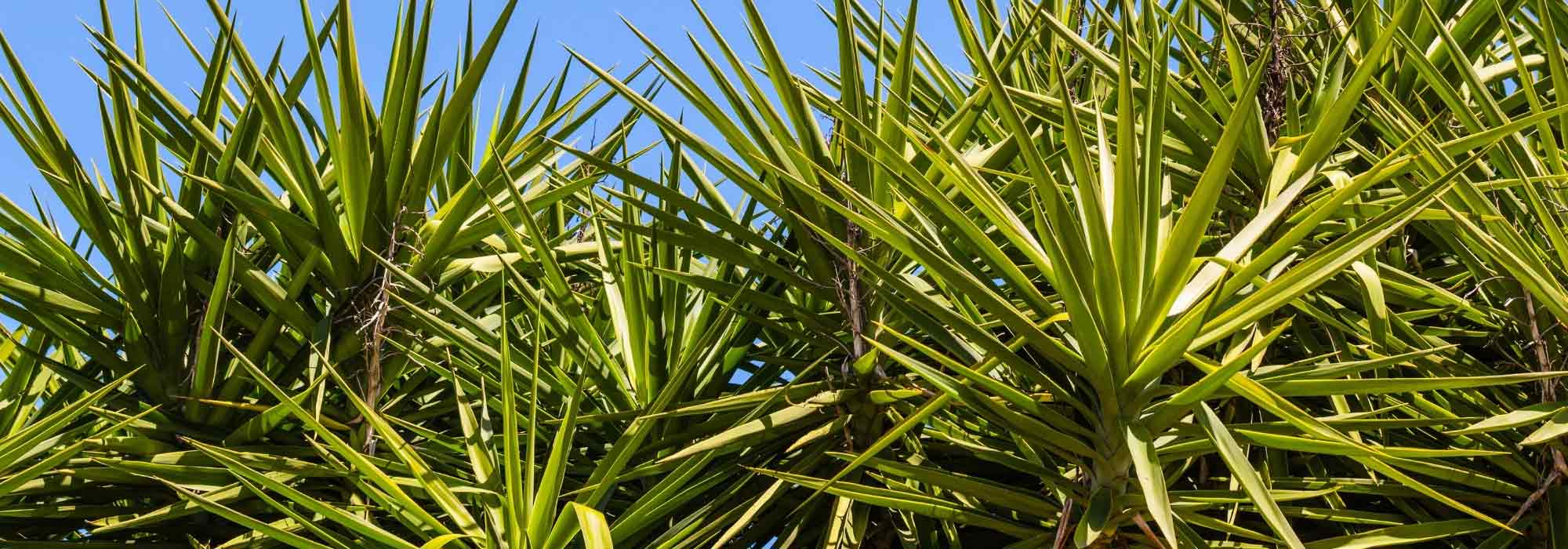 Diseases and Pests of Yucca