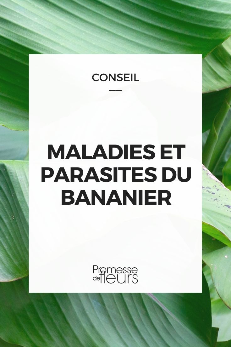 Parasitic Diseases of Banana Plants Parasitic Diseases of Banana Plants