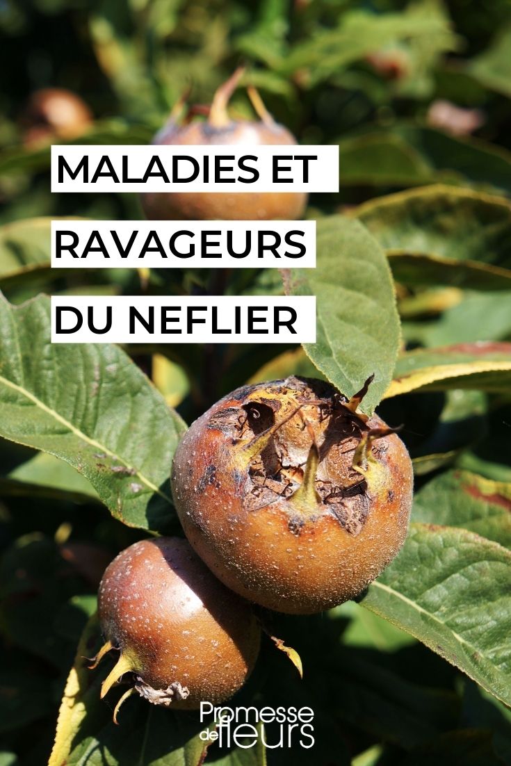 Medlar: Diseases and Pests

The medlar (Mespilus germanica) is a fruit tree that, while not commonly found in every garden, can be a delightful addition due to its unique fruits and ornamental value. However, like all plants, medlars are susceptible to certain diseases and pests that can affect their health and productivity. Here’s a guide to the most common issues you might encounter and how to manage them.

### Common Diseases of Medlars

1. **Fire Blight (Erwinia amylovora)**: This bacterial disease can be particularly devastating. It causes the branches and leaves to appear as if scorched by fire. To manage fire blight, prune the affected areas well below the infected parts during dry weather and disinfect your pruning tools after each cut.

2. **Brown Rot (Monilinia fructigena)**: This fungal infection affects the fruits, turning them brown and rotten. It can spread rapidly if not controlled. Remove and destroy any infected fruits and prune to increase air circulation. Consider using a fungicide if the problem persists.

3. **Scab (Venturia inaequalis)**: Scab causes dark, olive-green spots on leaves and fruits. It thrives in wet conditions. To prevent scab, ensure good air circulation around your trees and apply fungicidal sprays early in the season.

### Common Pests Attacking Medlars

1. **Fruit Tree Red Spider Mite (Panonychus ulmi)**: These tiny mites cause the leaves to mottle and lose their colour. They are more prevalent in hot, dry conditions. Regular watering and misting of the leaves can help prevent infestations. In severe cases, use a suitable miticide.

2. **Codling Moth (Cydia pomonella)**: The larvae of this moth tunnel into the fruits, causing them to rot. Pheromone traps can be effective in monitoring and reducing codling moth populations. Ensure to remove any affected fruits to reduce future infestations.

3. **Aphids**: These small, sap-sucking insects can cause leaf curling and distortion. They also produce honeydew, which can lead to sooty mould. Encourage natural predators like ladybirds, or use insecticidal soaps or oils to control severe infestations.

### Preventive Measures

- **Regular Inspection**: Early detection is key to managing diseases and pests effectively. Regularly inspect your medlar trees for any signs of distress.
- **Good Hygiene**: Keep the area around your trees clean and free of debris. This minimises the chances of disease and pest infestation.
- **Pruning**: Proper pruning not only helps in shaping the tree but also improves air circulation, which can reduce the risk of diseases.

By being vigilant and taking prompt action, you can keep your medlar trees healthy and productive. Remember, a healthy plant is less susceptible to diseases and pests. Happy gardening!