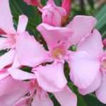 When and how to prune oleander for abundant flowering?