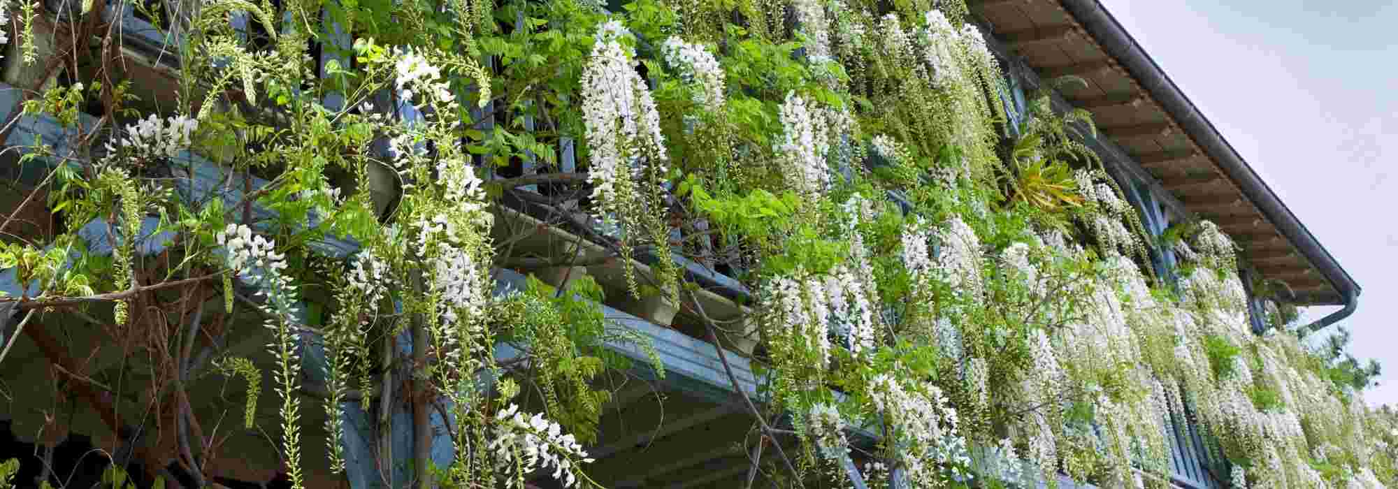 4 climbing plants to grow on a windy balcony
