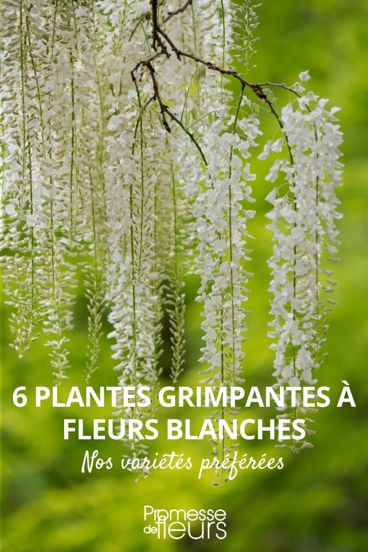 climbing plants with white flowers