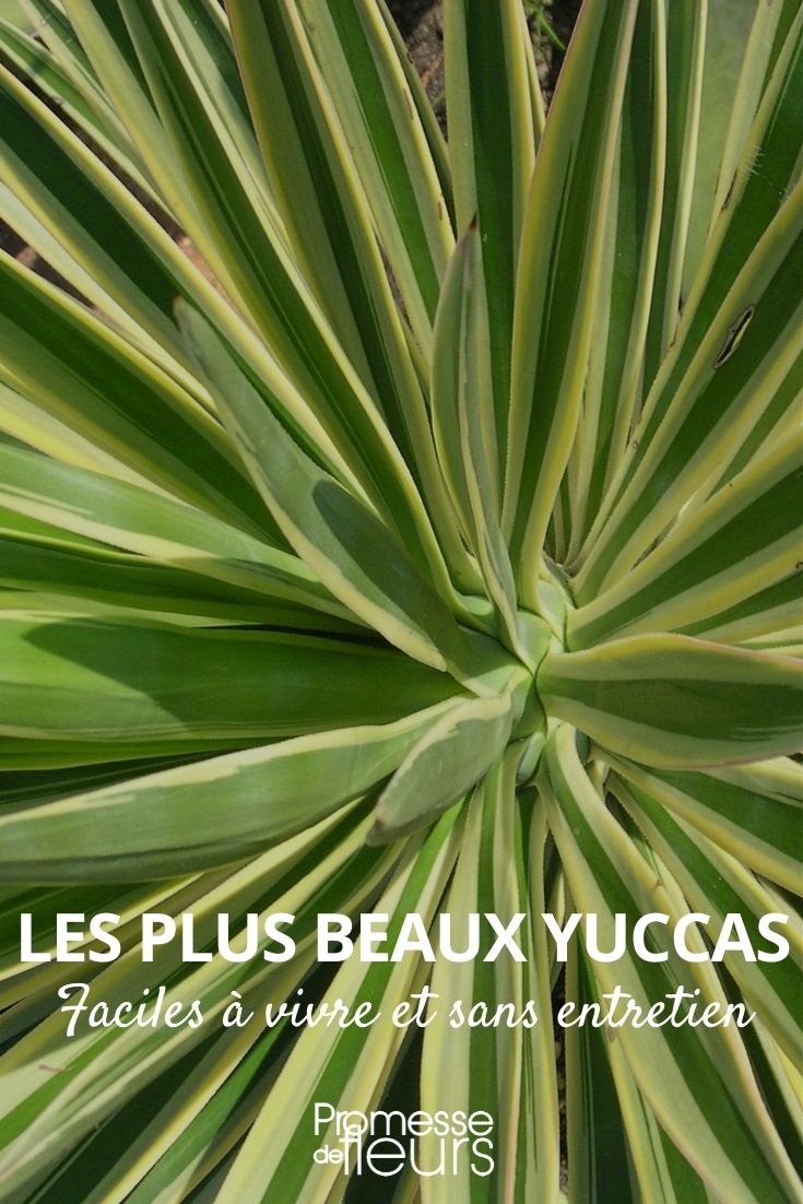 Most Beautiful Yuccas