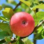 6 fruit trees for urban gardens