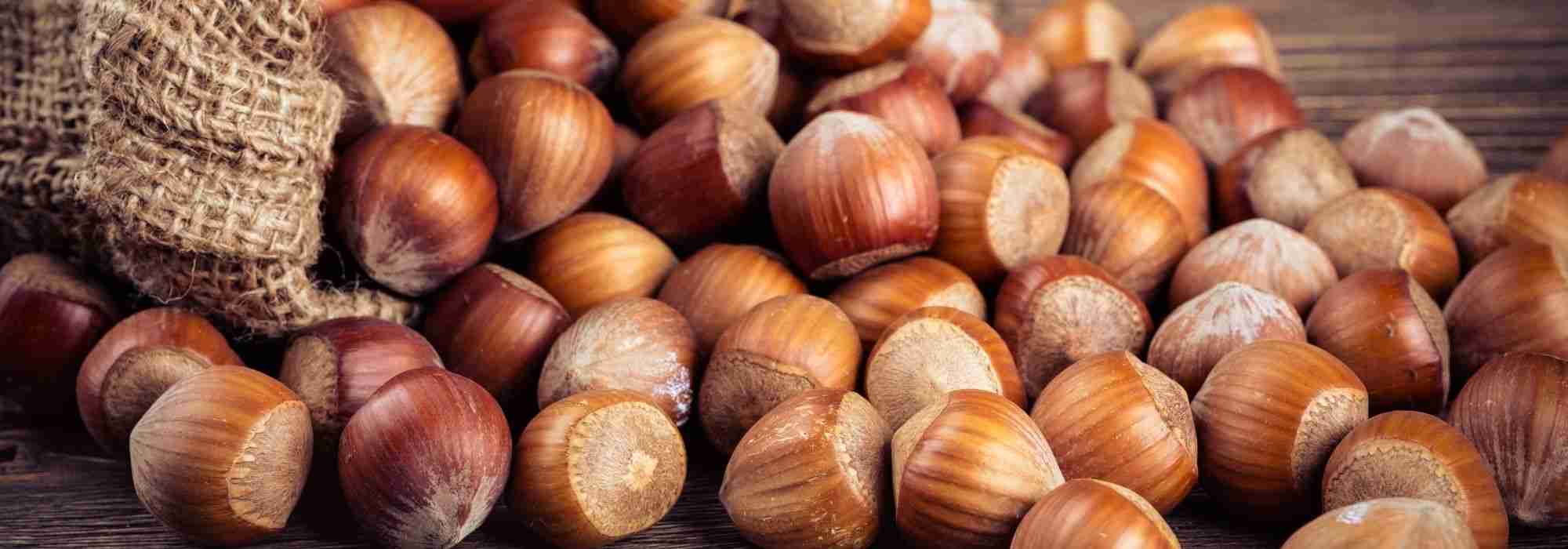 How to harvest and store hazelnuts?