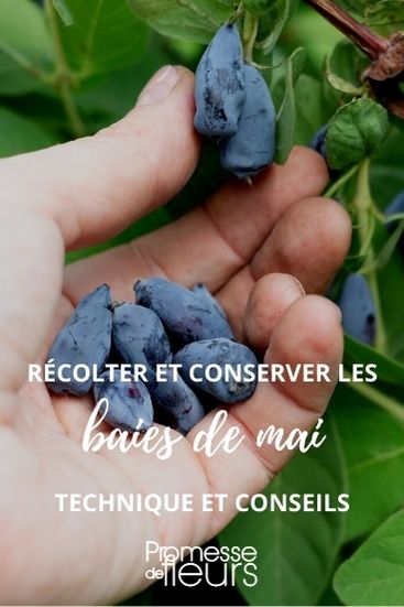 Harvest and preserve May berries