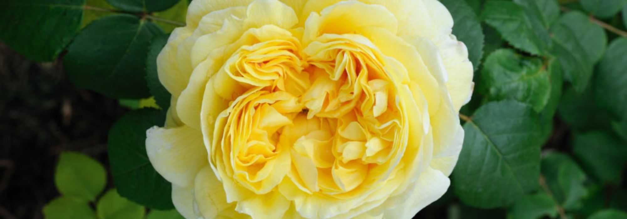 9 David Austin English roses with yellow flowers