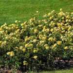 6 yellow flowering groundcover roses