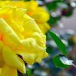 5 climbing roses with yellow flowers
