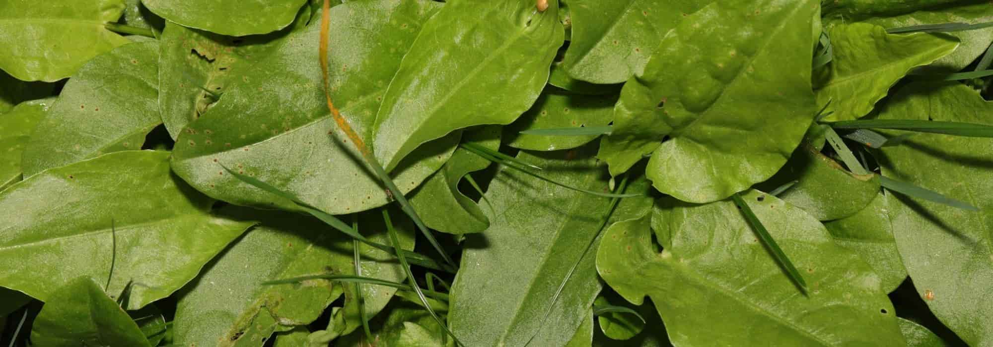 Growing sorrel in pots