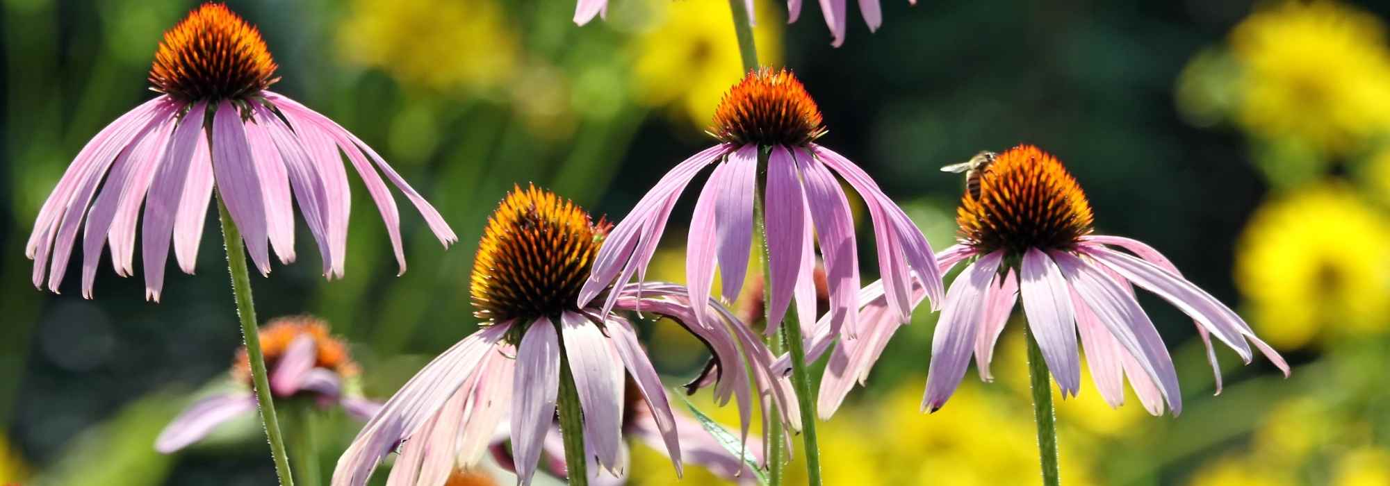 6 secrets to successfully growing Echinaceas