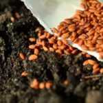 How can you be sure to choose a quality seed?