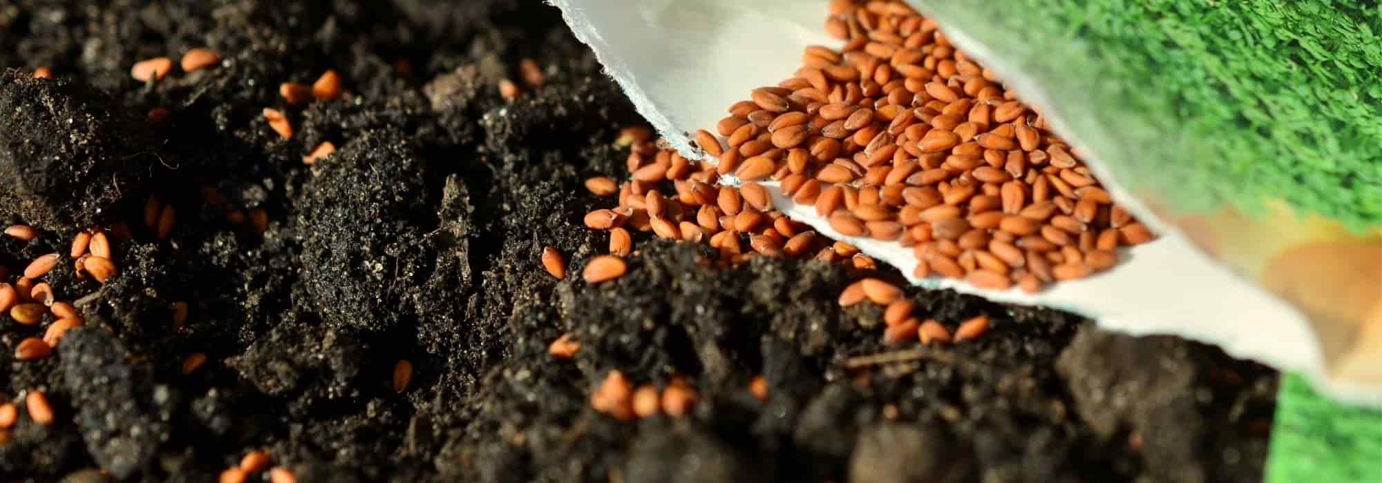 How can you be sure to choose a quality seed?