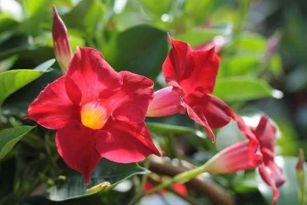 How to prune a dipladenia?