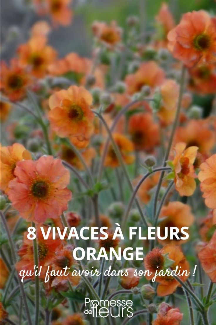 orange perennial flowers