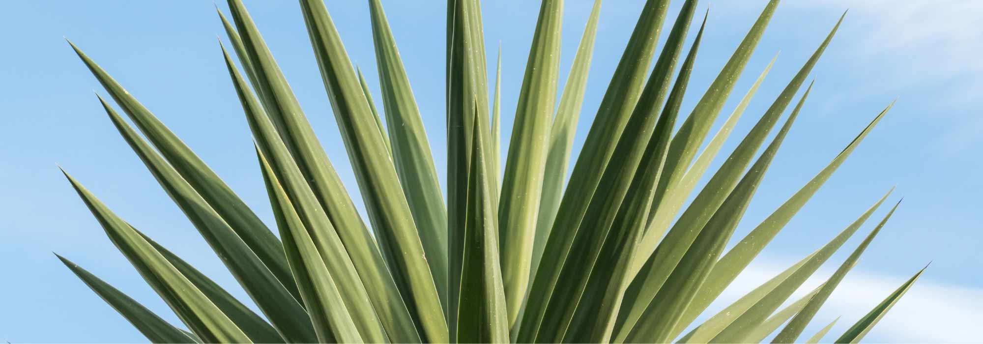 Succeeding in the cultivation of Yucca elephantipes