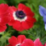 Growing the Caen anemone in a pot