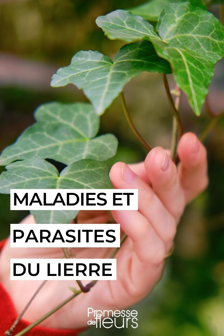 Pests and Diseases of Ivy (Hedera)

Ivy, or Hedera, is a popular and versatile plant, often admired for its lush, evergreen foliage and its ability to thrive in a variety of conditions. However, like all plants, ivy is susceptible to certain pests and diseases that can impact its health and appearance.

### Common Pests

1. **Spider Mites**: These tiny pests can cause the leaves to appear speckled with yellow, and severe infestations can lead to leaf loss.
2. **Aphids**: These small, sap-sucking insects can cause the leaves to become distorted and can also lead to the growth of sooty mould on the honeydew they excrete.
3. **Scale Insects**: These pests attach themselves to the stems and leaves, sucking sap and weakening the plant. They can also cause sooty mould due to the honeydew they produce.

### Common Diseases

1. **Leaf Spot**: This fungal disease causes dark spots on the leaves, which can lead to premature leaf drop.
2. **Root Rot**: Often a result of overwatering, root rot can be fatal if not addressed. Symptoms include wilting, yellowing leaves, and a decayed root system.
3. **Powdery Mildew**: This fungal infection appears as a white, powdery coating on the leaves and stems. While not usually fatal, it can weaken the plant and reduce its vigour.

### Prevention and Control

- **Good Hygiene**: Regularly remove any fallen debris and dead leaves to prevent fungal spores from spreading.
- **Proper Watering**: Ensure the plant is not overwatered and that the soil has good drainage to prevent root rot.
- **Pest Control**: Use appropriate insecticides or natural predators like ladybirds to control aphid and mite populations.
- **Fungicide Applications**: For severe fungal infections, applying a suitable fungicide according to the manufacturer's instructions can help.

By understanding the potential threats to your ivy and taking proactive measures, you can help ensure that your plants remain healthy and vibrant.