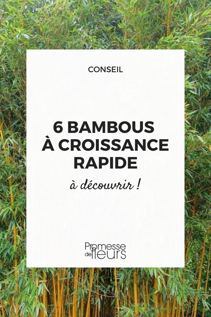 fast-growing bamboo shoots