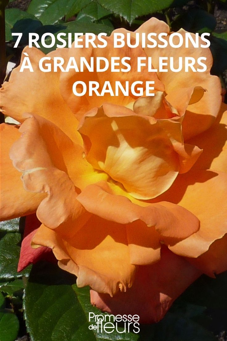 Hybrid Tea Roses with Orange Flowering