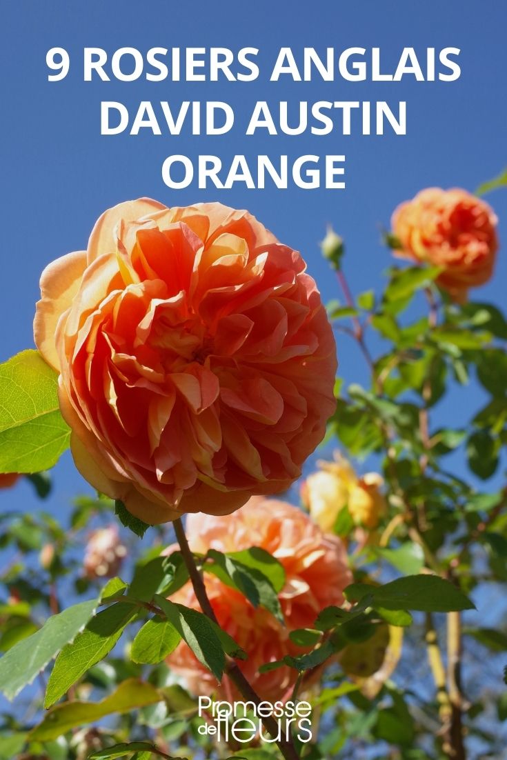 David Austin orange rose