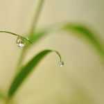 How to water a bamboo in a pot properly?