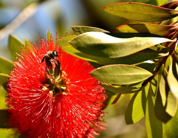 Propagate Callistemon
