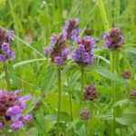Prunella, Selfheal: Planting and Growing