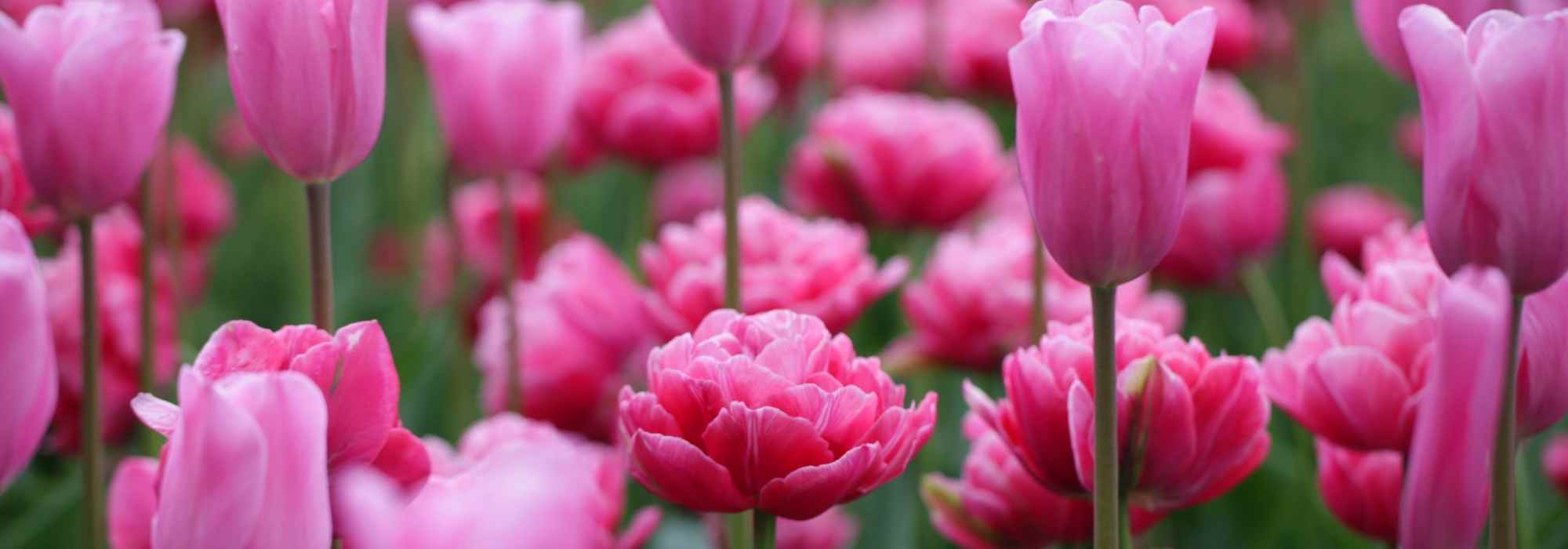 8 spring bulbs with pink flowers that you must have in your garden
