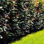 How to hide an unsightly hedge?