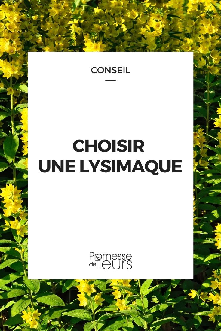 Choosing a Loosestrife