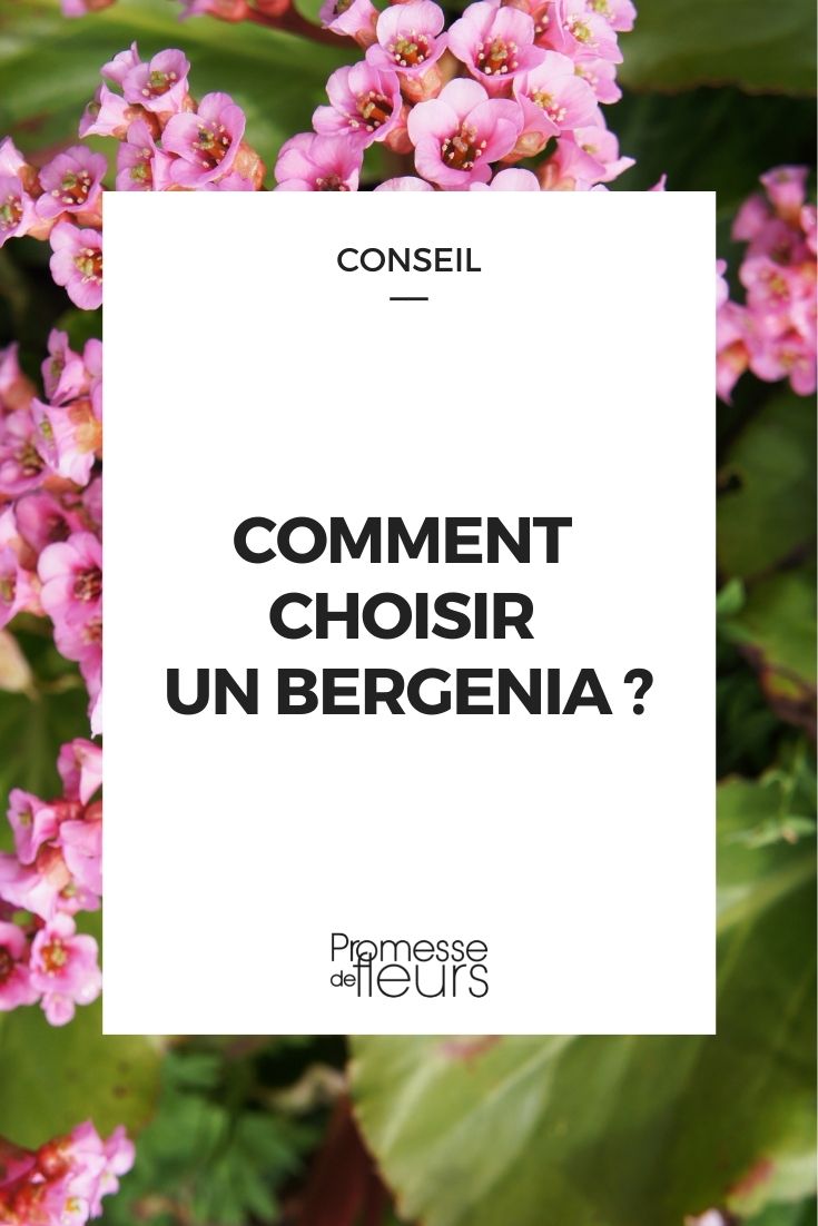Choosing Bergenia