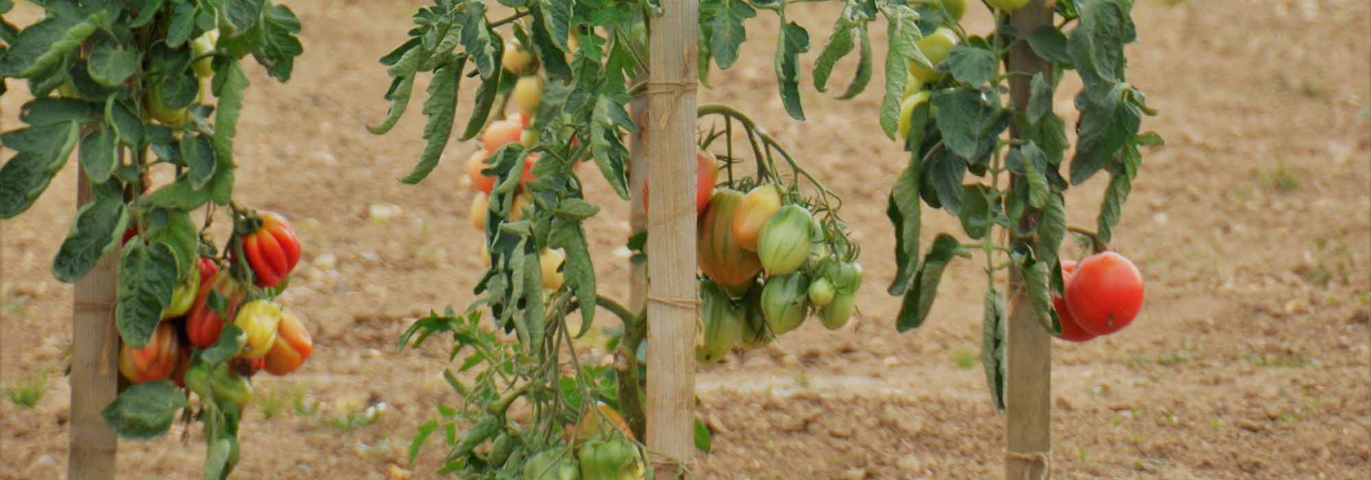 Making tomato supports