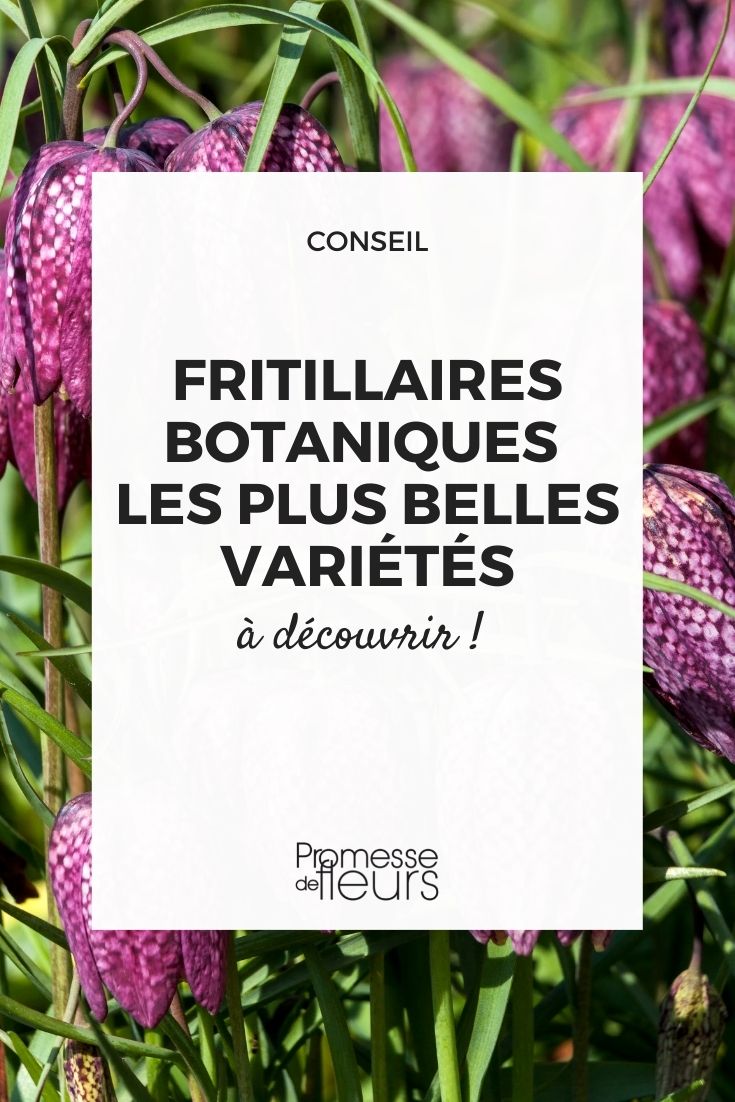 Most Beautiful Botanical Fritillaries Varieties Botanical Varieties of Fritillaries