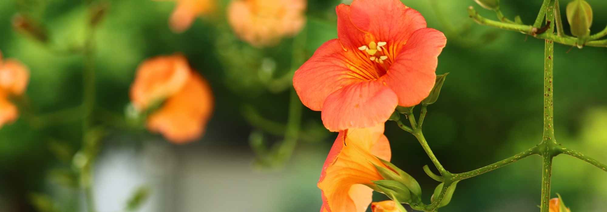 7 climbing plants with orange flowers to have in your garden