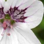 Associate the Erodiums