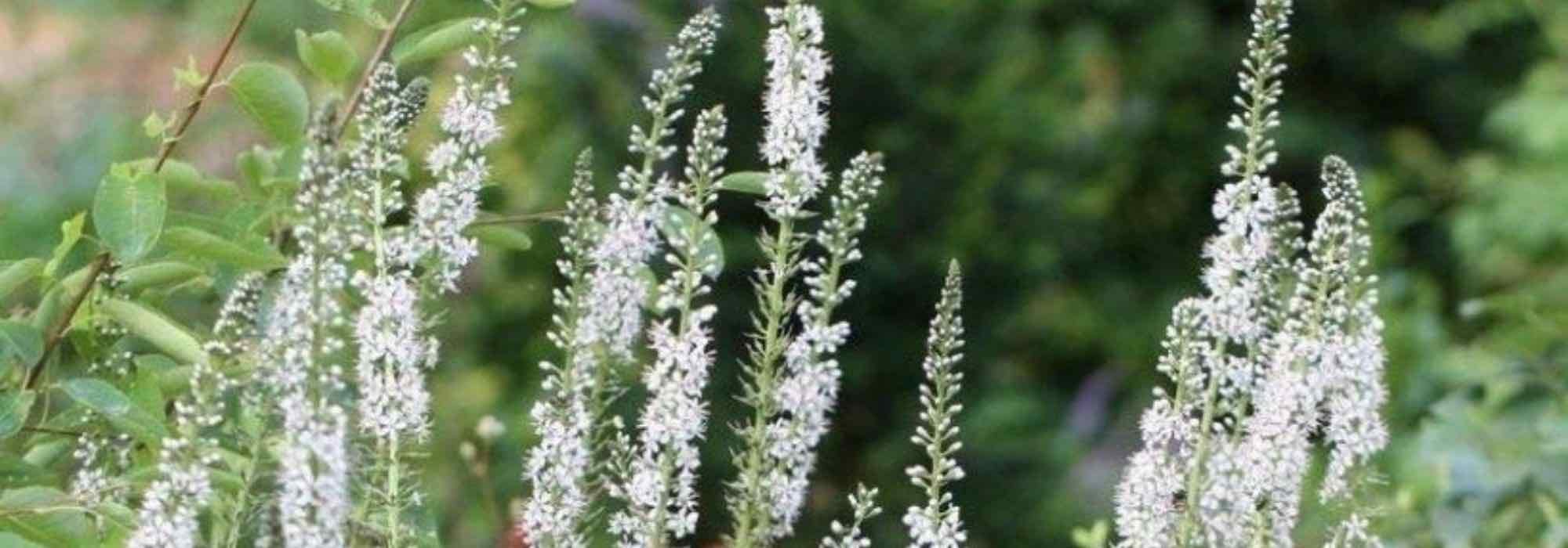 Associate the Lysimachia